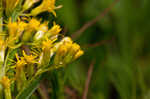 Canada goldenrod